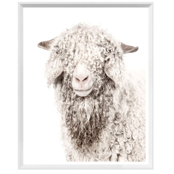 Angora Goat