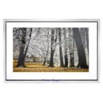 Autumn Trees and Leaves