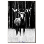 Black Moose on Canvas