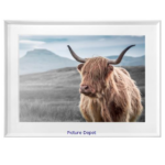 Furry Highland Cow