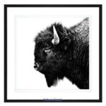 Black Bison