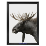 Moose Portrait