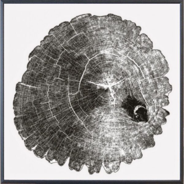 Wood Cross Section