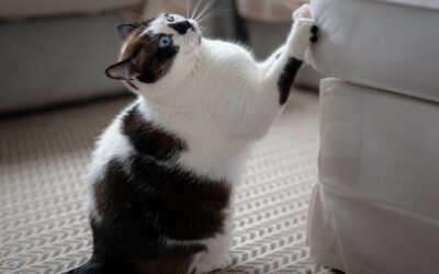 How to Keep Cats from Scratching Furniture: Proven Tips